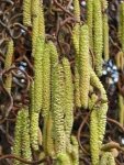 Corylus-avellana-Contorta.jpg