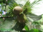 corylus3.jpg