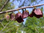 Asimina.triloba.ho13.jpg