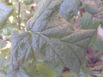 20130820_172940.jpg