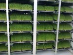 Hydroponics 2.jpg