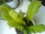 DSC00033.JPG