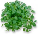 coriander.jpg