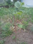 IMG-20140518-WA0014.jpg