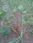 IMG-20140518-WA0016.jpg