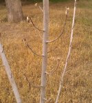 IMAG0294.jpg