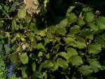 IMG_20140706_183808211.jpg
