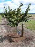 Four year old trees z .jpg