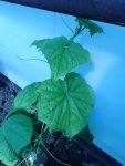 IMG_20160619_084528-1.jpg