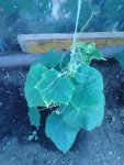 IMG_20160619_084555.jpg