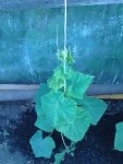 IMG_20160619_084606.jpg
