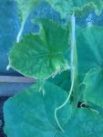 IMG_20160619_084603.jpg