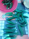 IMG_20160619_084452.jpg