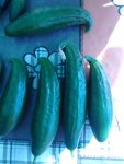 IMG_20160619_084433.jpg