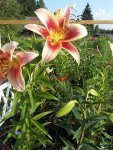 IMG-20160821-WA0021.jpg