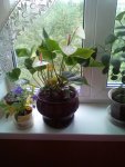 IMG-20160821-WA0033.jpg