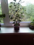 IMG-20160821-WA0034.jpg