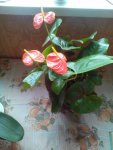 IMG-20160821-WA0036.jpg
