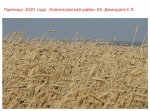 силк16.jpg