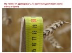 силк17.jpg