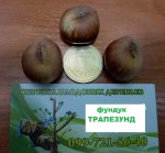 IMG_9339 - копия.JPG