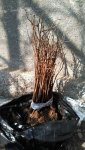 IMG_20170302_140020.jpg