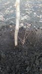 IMG_20170302_153749.jpg
