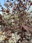 20160418_115642.jpg