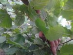 IMG_20170610_181655.jpg