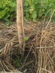 IMG-20170708-WA01-1.jpg