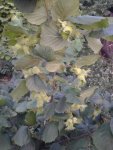 IMG_20170710_191817.jpg