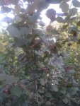 IMG__190651.jpg