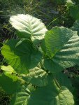 IMG_20170903_172441111.jpg