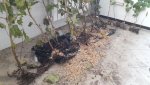 IMG-20171018-WA0032.jpg