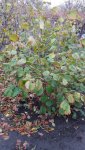 20171103_152130.jpg