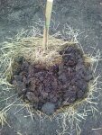Photo0381.jpg