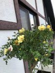 IMG_2339.jpeg