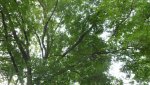 SAM_0789.JPG