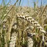 wheat